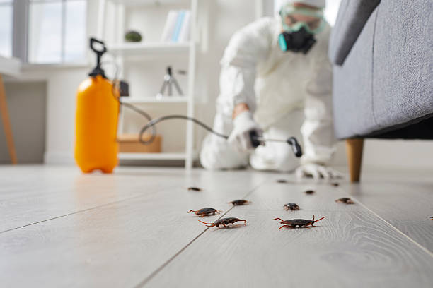 Affordable Termite Control solutions in Pine Ridge, FL